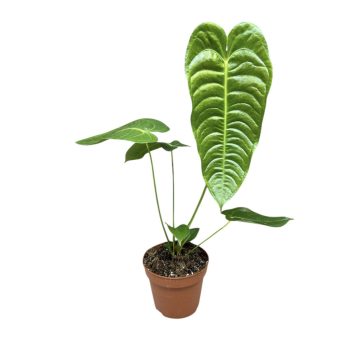 Anthurium veitchii