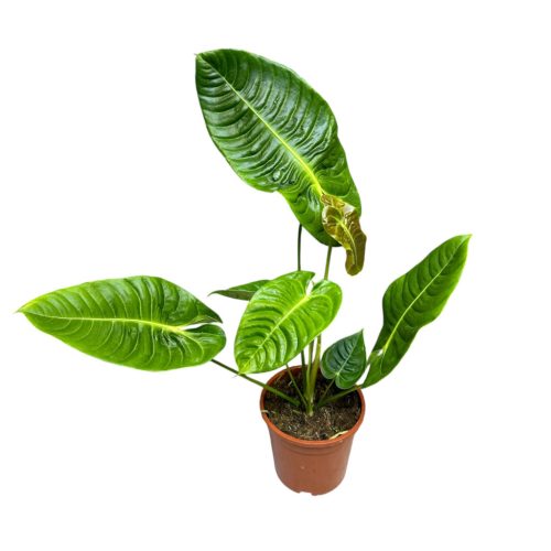 Anthurium veitchii (L)