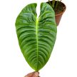 Anthurium veitchii (leértékelt)