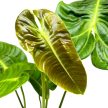 Anthurium veitchii (leértékelt)