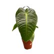 Anthurium veitchii (leértékelt)