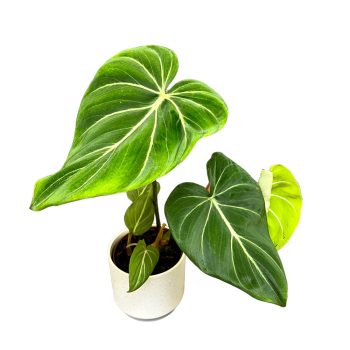 Philodendron gloriosum