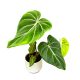 Philodendron gloriosum