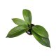 Hoya soligamiana (mini)