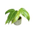 Philodendron erubescens 'Medisa' (Inplanted)