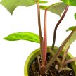 Philodendron erubescens 'Medisa' (Inplanted)