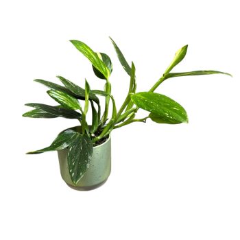 Monstera standleyana 'Variegata'