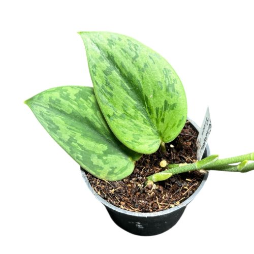 Scindapsus pictus 'Green Army' (Inplanted)