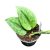 Scindapsus pictus 'Green Army' (Inplanted)
