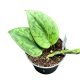 Scindapsus pictus 'Green Army' (Inplanted)