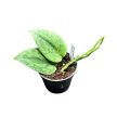 Scindapsus pictus 'Green Army' (Inplanted)