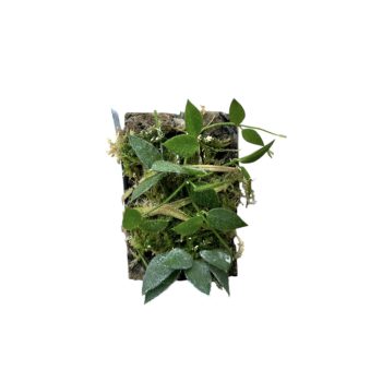 Dischidia hirsuta parafán (Inplanted)