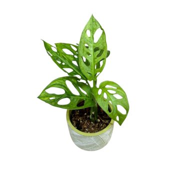 Monstera lechleriana 'Mint' (Inplanted)