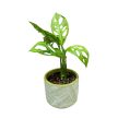 Monstera lechleriana 'Mint' (Inplanted)