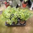 Monstera lechleriana 'Mint' (Inplanted)