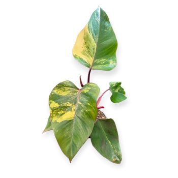 Philodendron erubescens 'Strawberry Shake'
