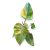 Philodendron erubescens 'Strawberry Shake'