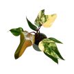 Philodendron erubescens 'Strawberry Shake'