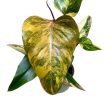 Philodendron erubescens 'Strawberry Shake'