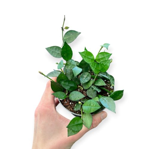 Hoya krohniana (Inplanted) 10 cm