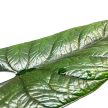 Alocasia scalprum