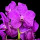 Vanda Tayanee® Cerise (M)