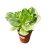 Peperomia obtustifolia 'Golden Gate' - Törpebors