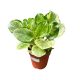 Peperomia obtustifolia 'Golden Gate' - Törpebors