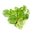 Peperomia obtustifolia 'Golden Gate' - Törpebors