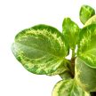 Peperomia obtustifolia 'Golden Gate' - Törpebors
