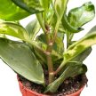 Peperomia obtustifolia 'Golden Gate' - Törpebors