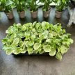 Peperomia obtustifolia 'Golden Gate' - Törpebors