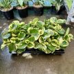 Peperomia obtustifolia 'Golden Gate' - Törpebors
