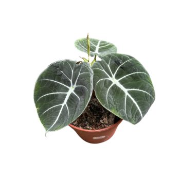 Alocasia reginula 'Black Velvet' (mini)