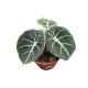 Alocasia reginula 'Black Velvet' (M)