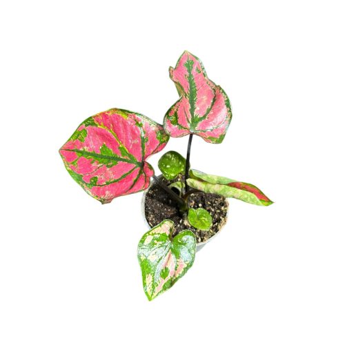 Caladium bicolor 'Purple Light' (mini)