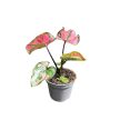 Caladium bicolor 'Purple Light' (mini)