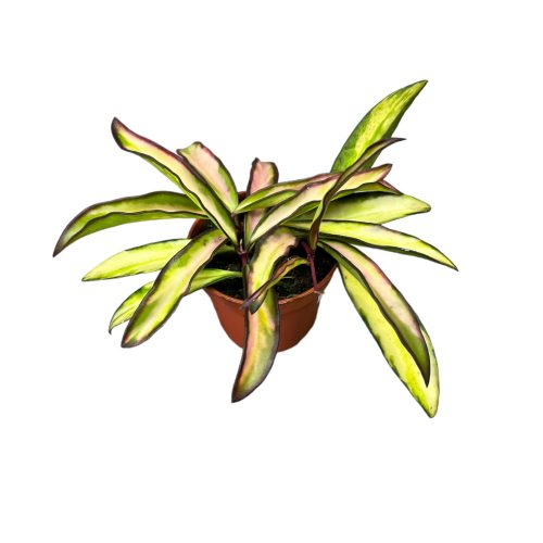 Hoya wayetii 'Tricolor' (mini)