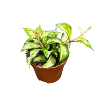 Hoya lacunosa 'Bruno'