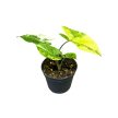 Syngonium podophyllum 'Aurea' mini (Inplanted)
