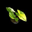 Syngonium podophyllum 'Aurea' mini (Inplanted)