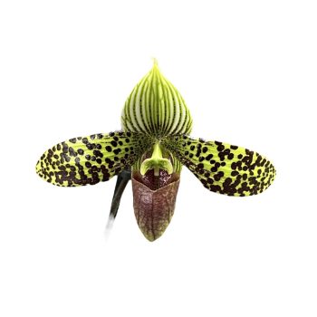 Paphiopedilum ‘Montagnard’ (callosum X sukhakulii)
