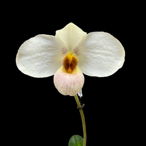 Paphiopedilum 'Joyce Hasegawa' (virág nélkül)