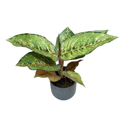 Aglaonema 'Pistachio Pink'