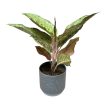 Aglaonema 'Pistachio Pink'