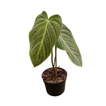 Philodendron 'Splendid' (Inplanted)