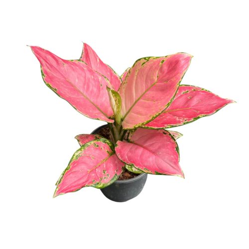 Aglaonema 'Geely Red'