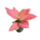 Aglaonema 'Geely Red'