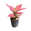 Aglaonema 'Geely Red'