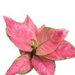 Aglaonema 'Geely Red'